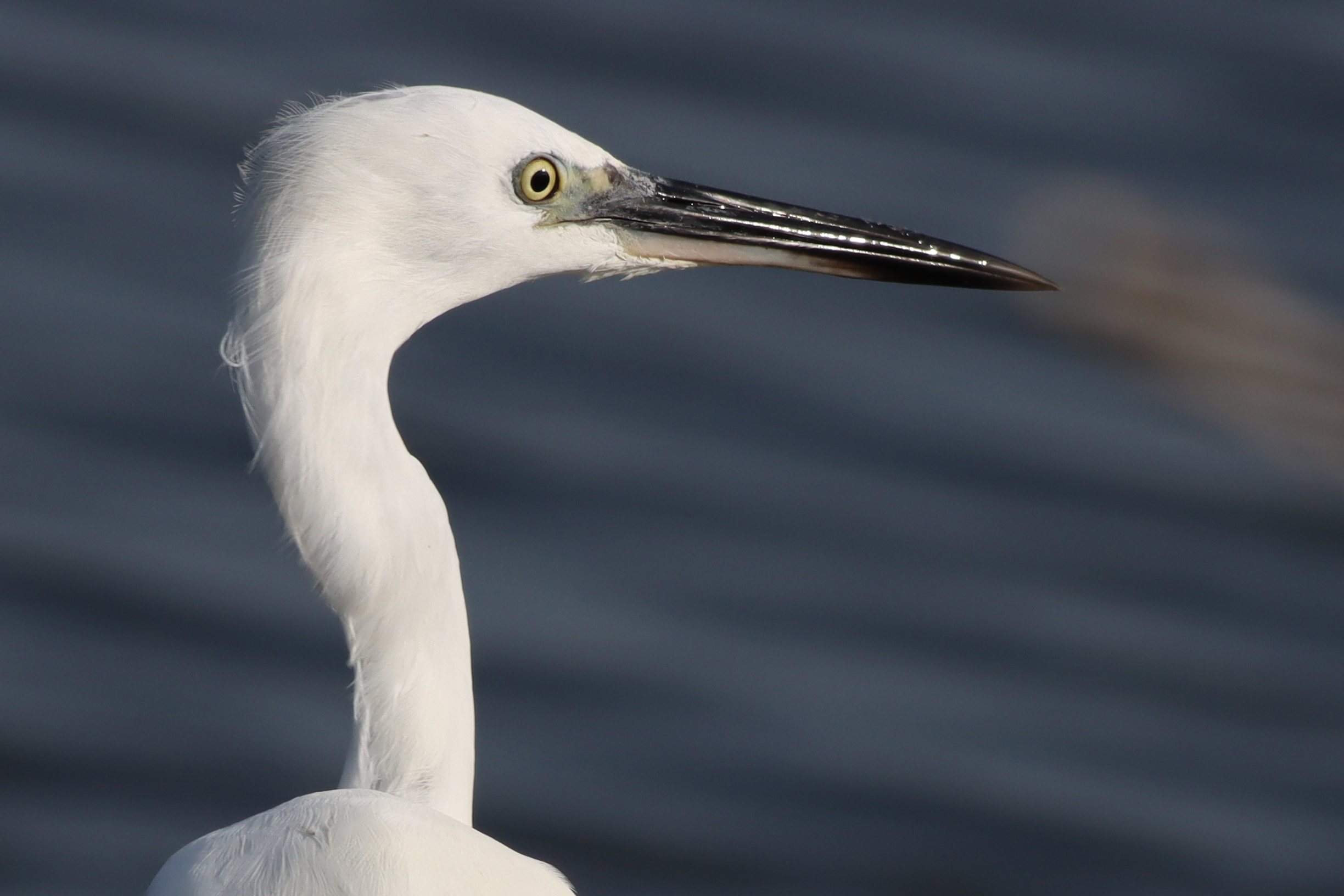 little egret