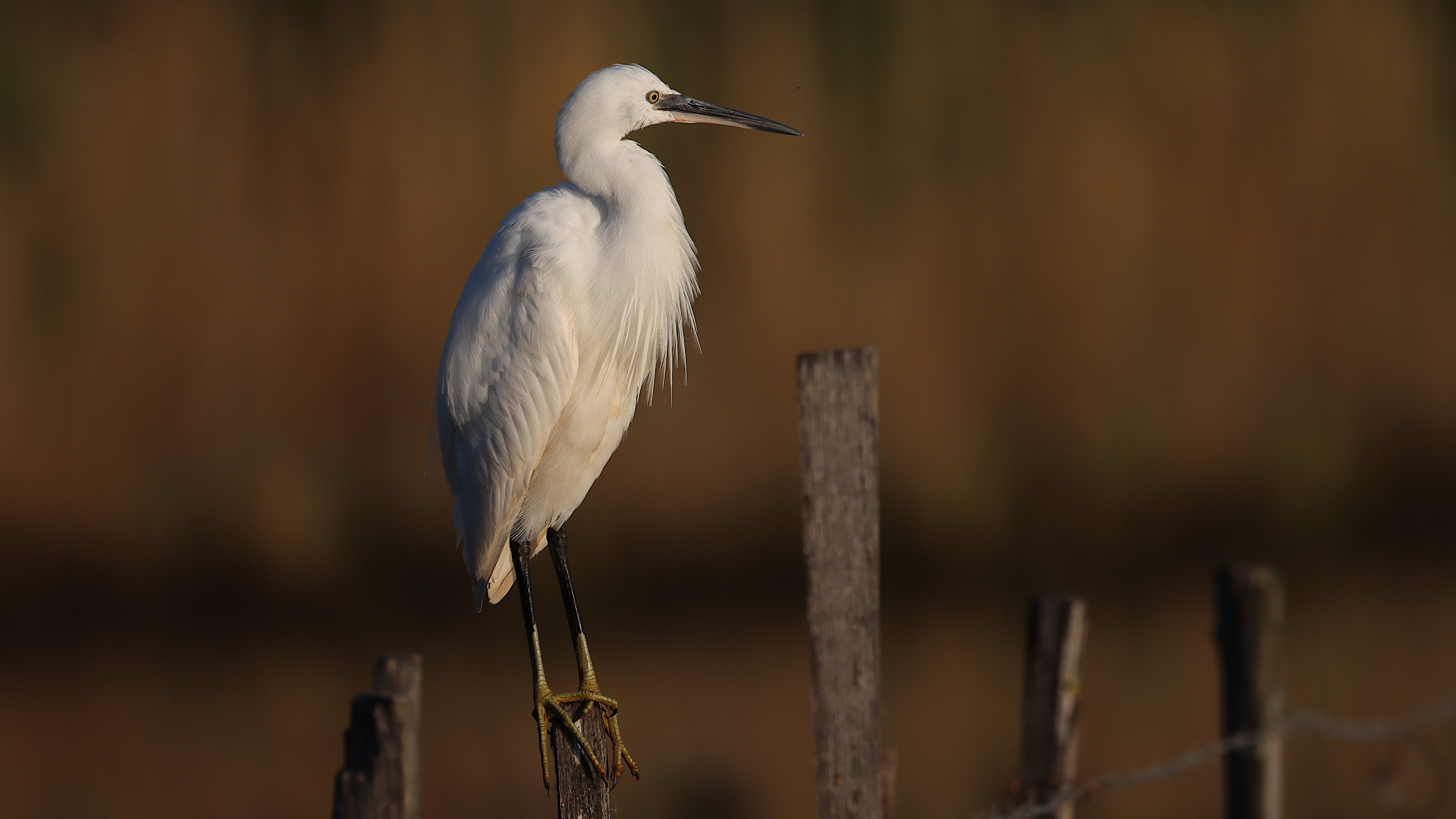 little egret