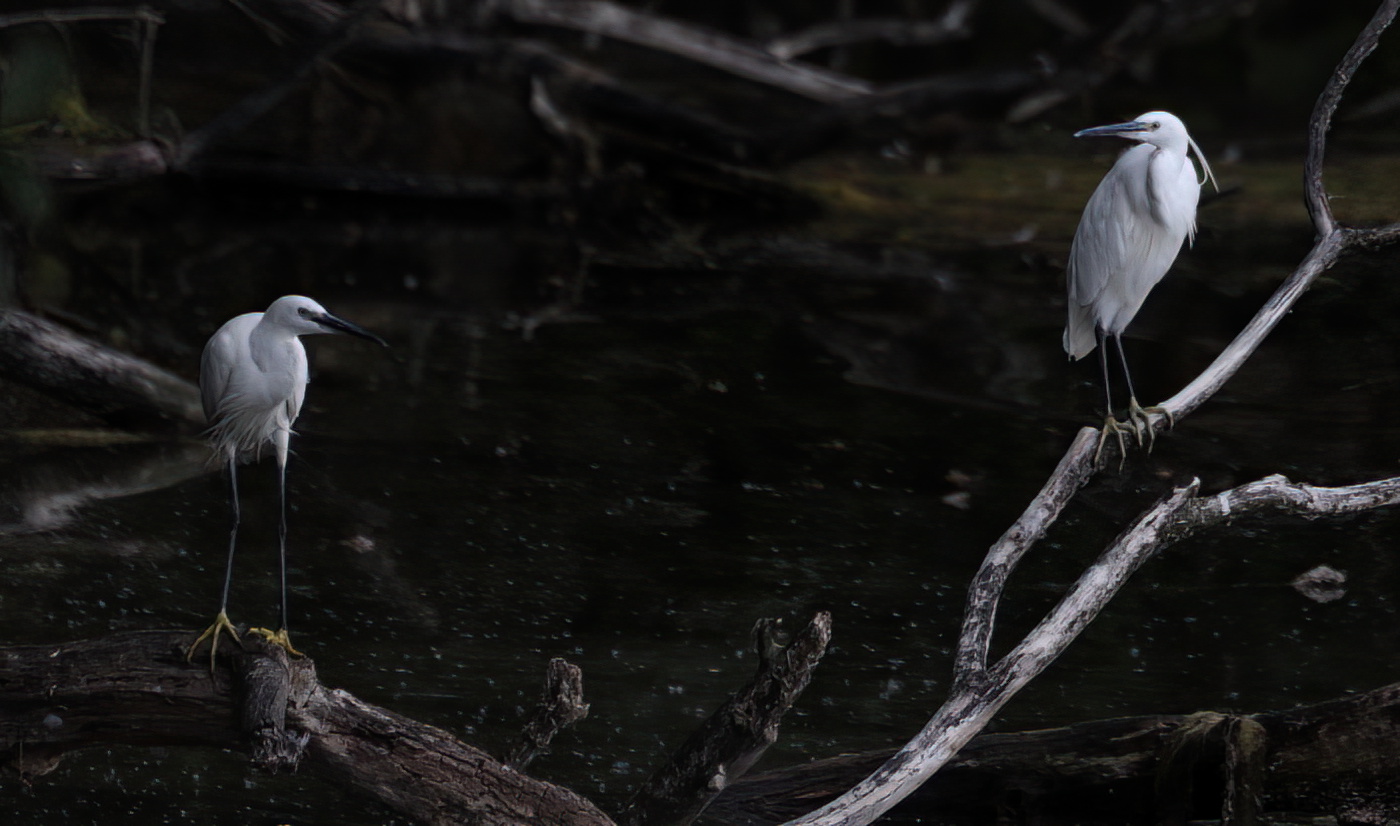 Little egrets