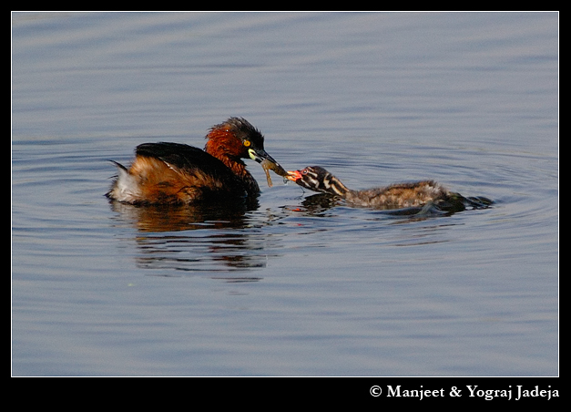 Little Grebe feeding chick