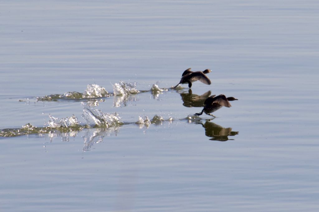 Little Grebe running on the water