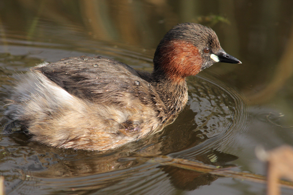 Little Grebe