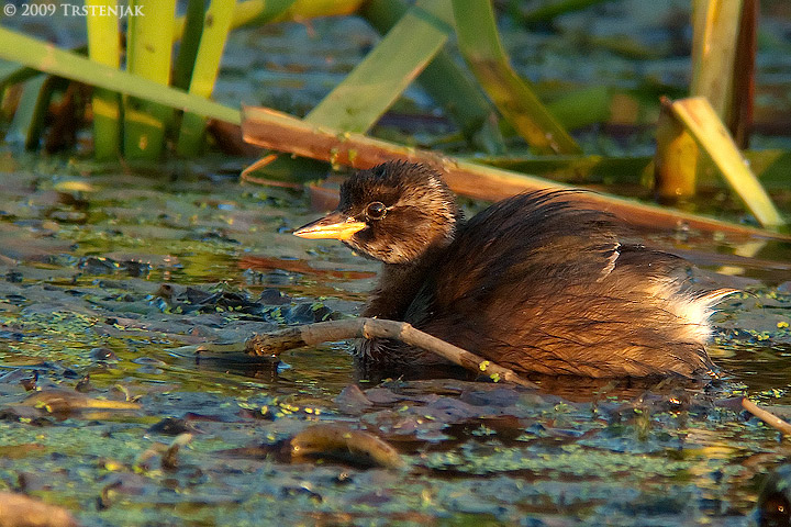 Little Grebe