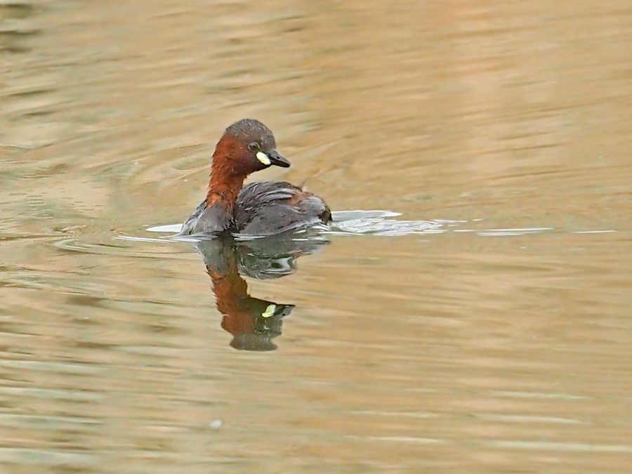 little grebe