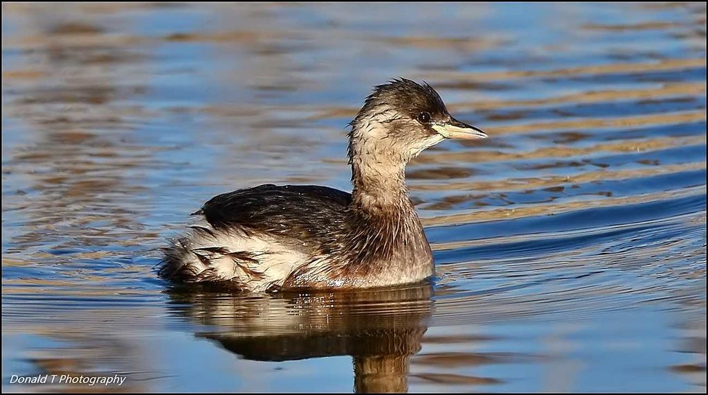 Little Grebe