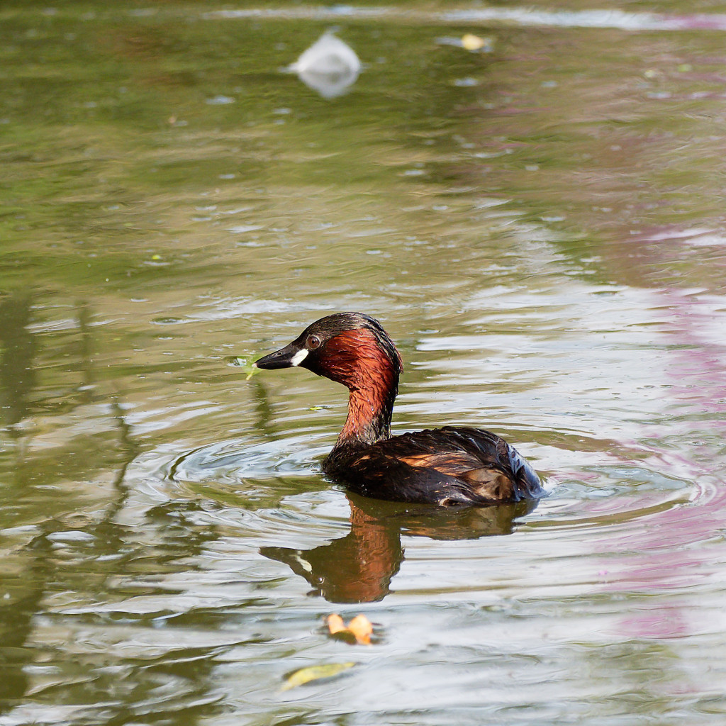 Little Grebe