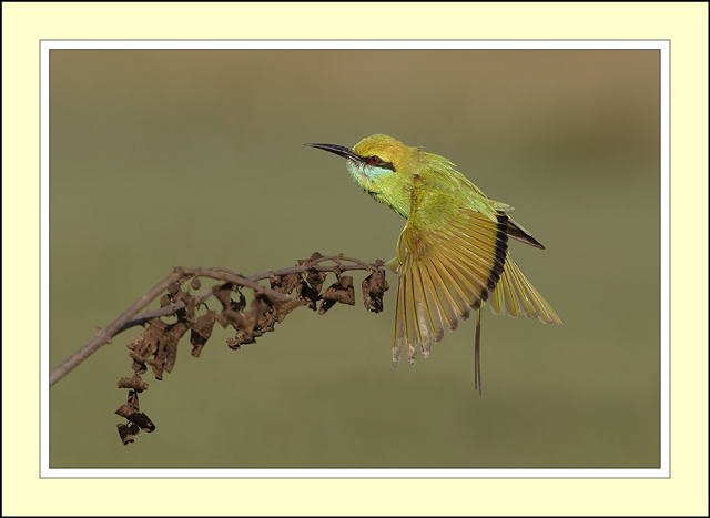Little Green Bee-eater - wing stretch