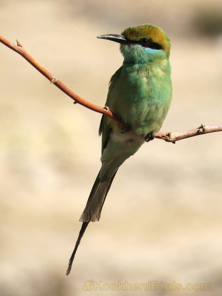 Little Green Bee-eater