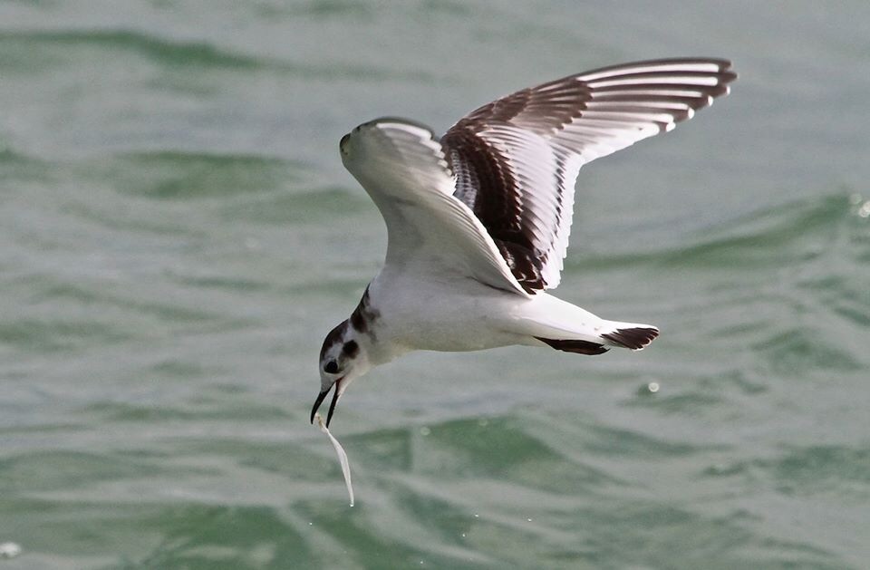 Little Gull dip-feeding