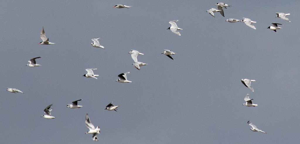 Little Gulls...