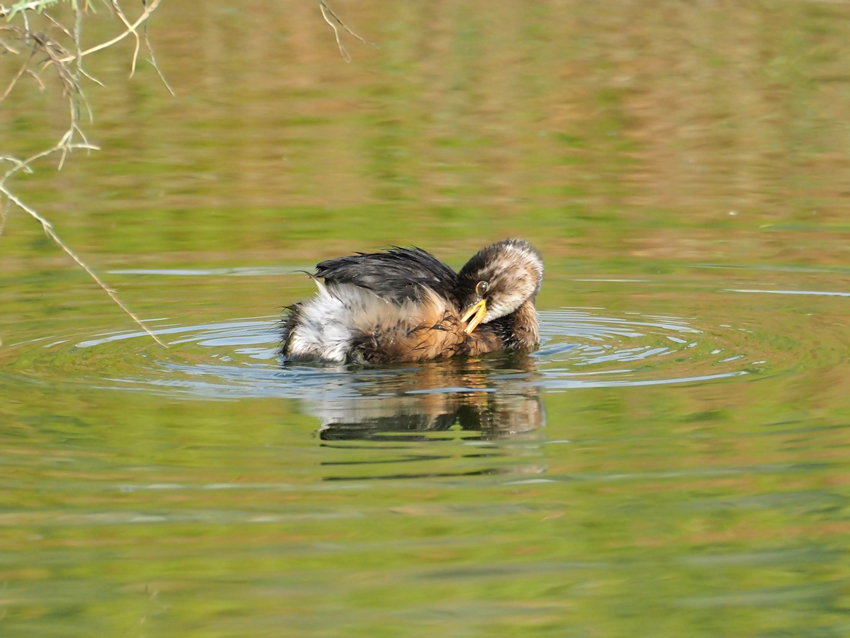 Little Little grebe