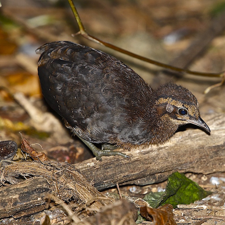 Little, Little Tinamou