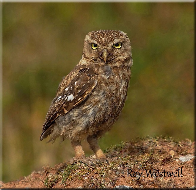 Little Owl