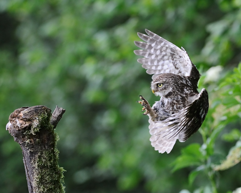 Little Owl