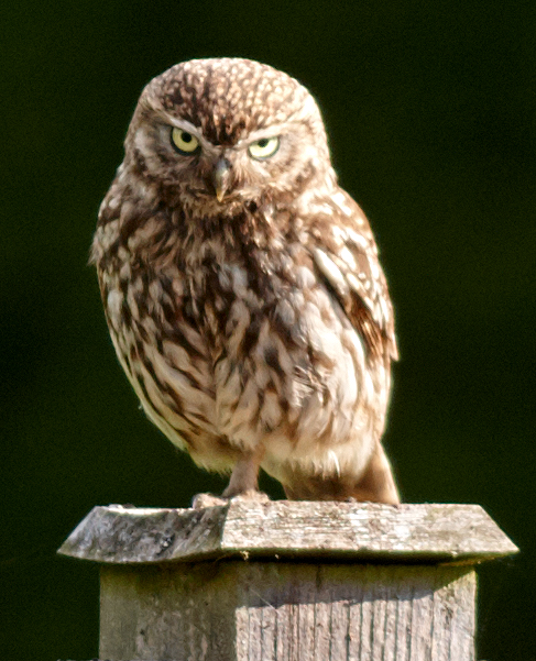 Little Owl