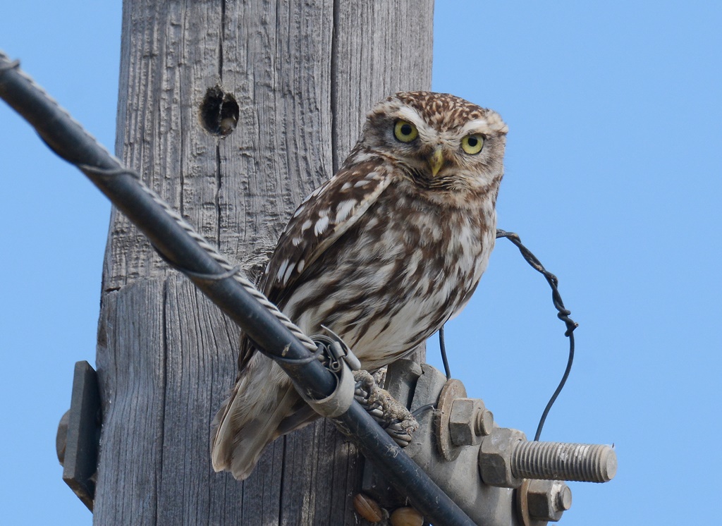 Little Owl