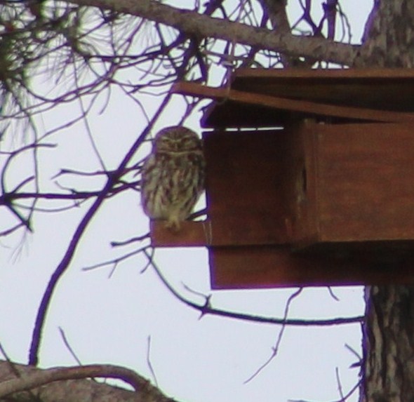 Little Owl