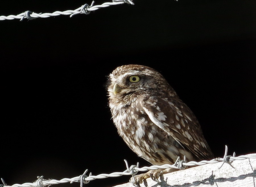 Little Owl