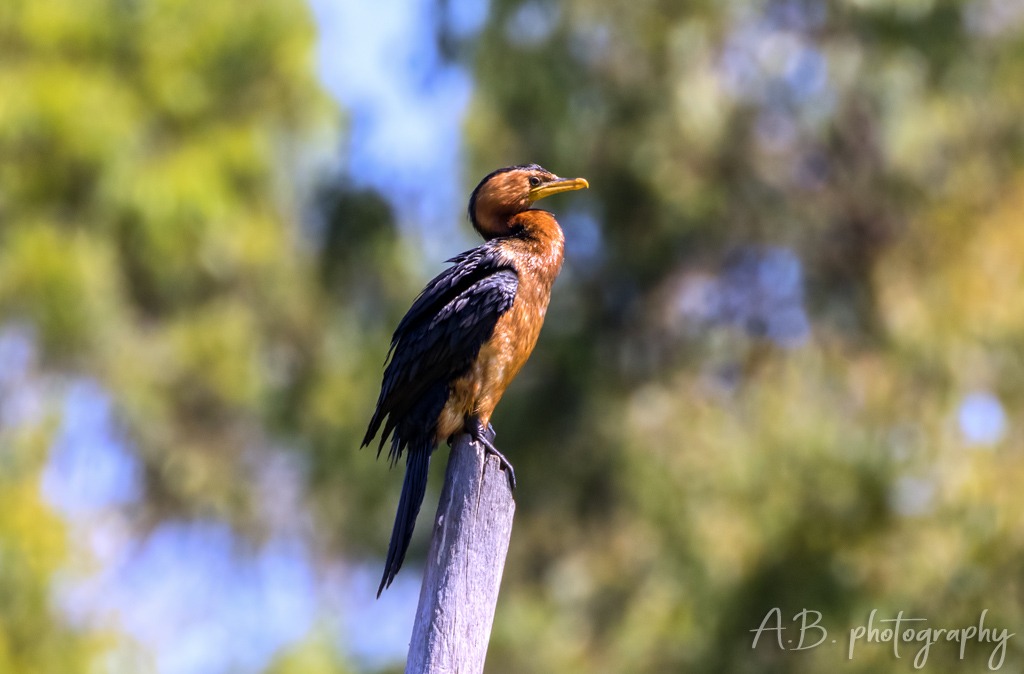 Little Pied Cormorant (orange-stained)