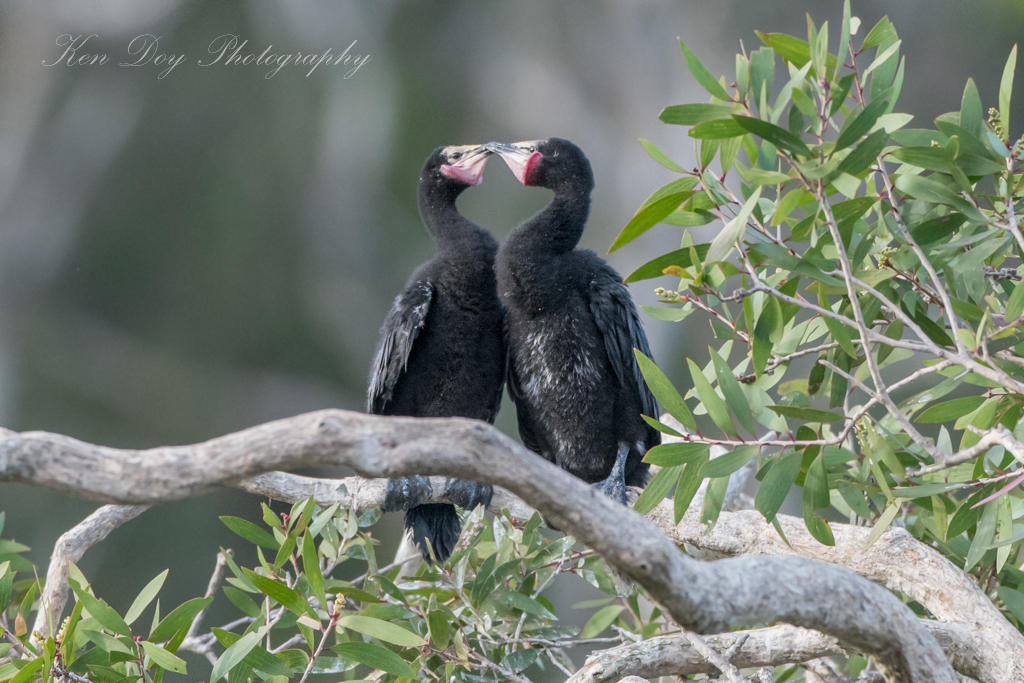 Little Pied Cormorant ( Youngsters )