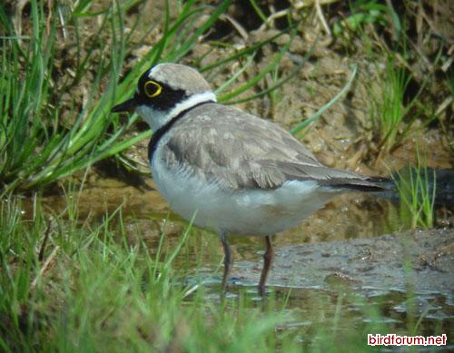 Little Ringed Plover May 12 2003