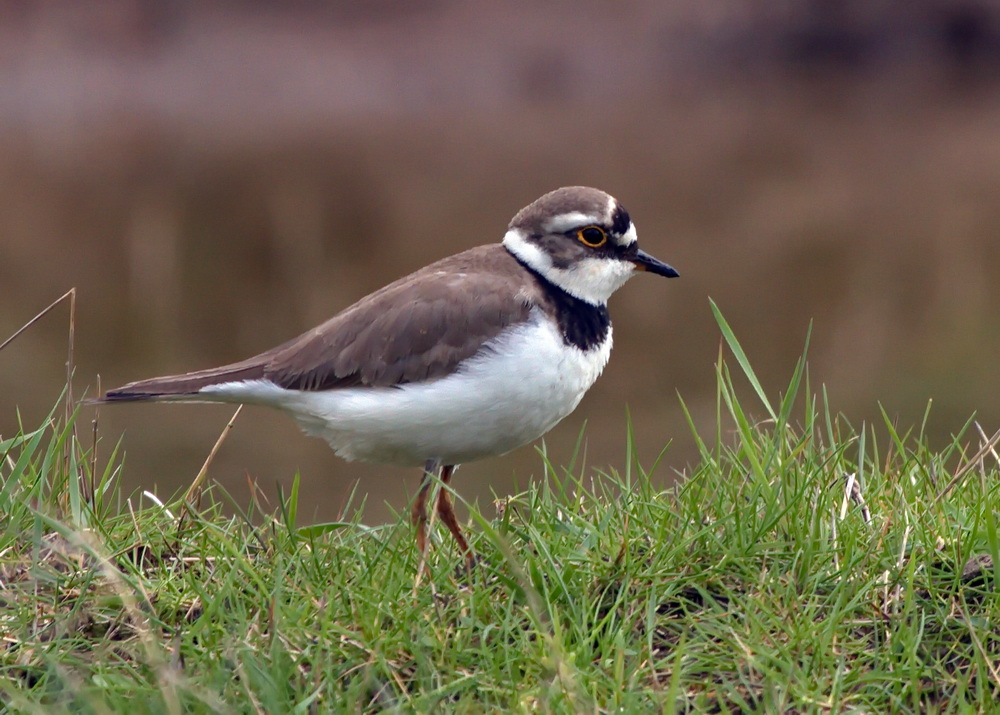 Little Ringed Plover