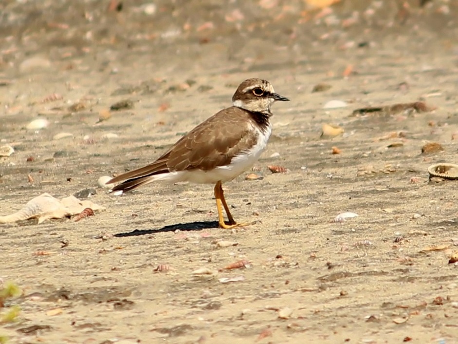 Little ringed plover