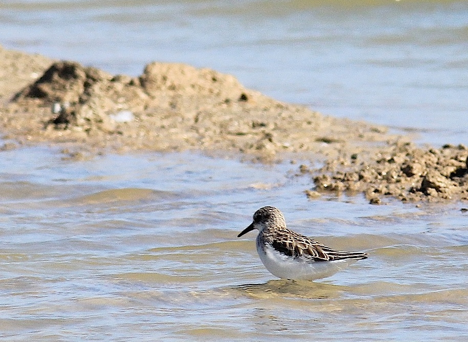 Little Stint - Calidris minuta