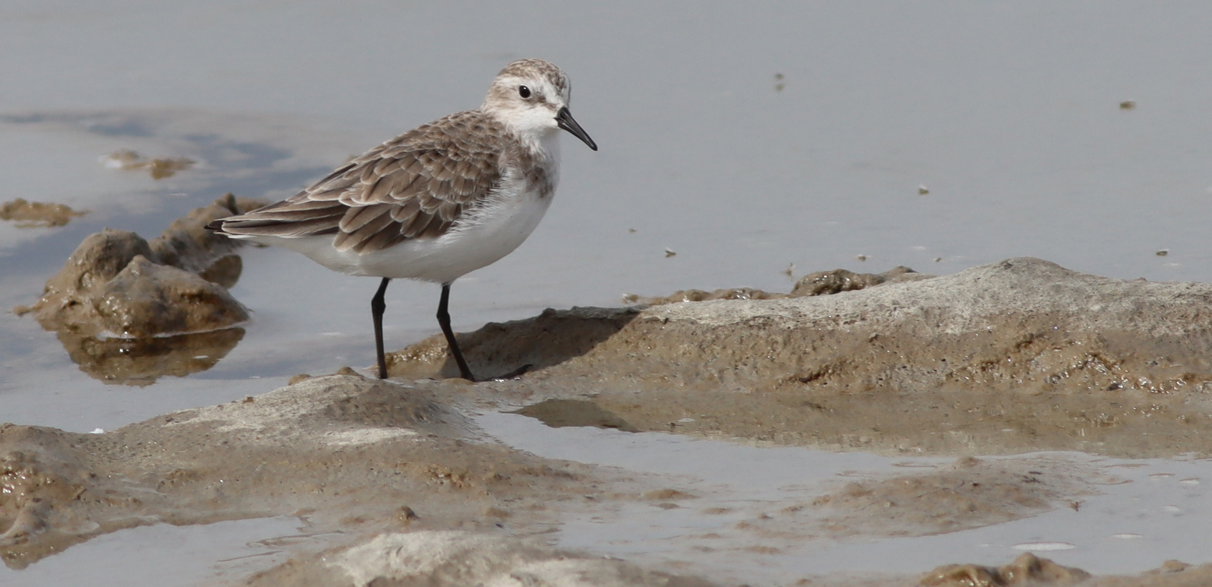 little stint