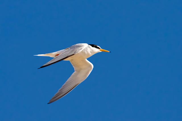 Little Tern