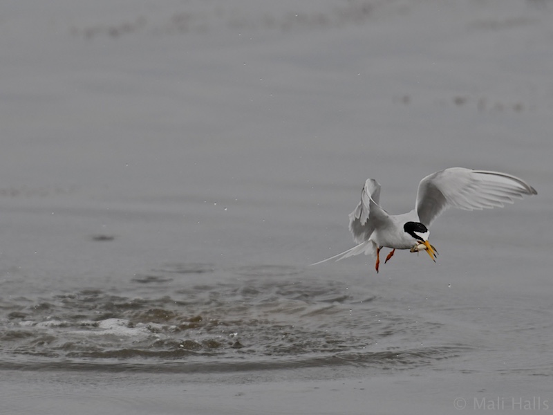 Little Tern