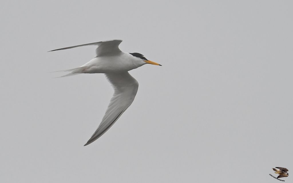 Little Tern