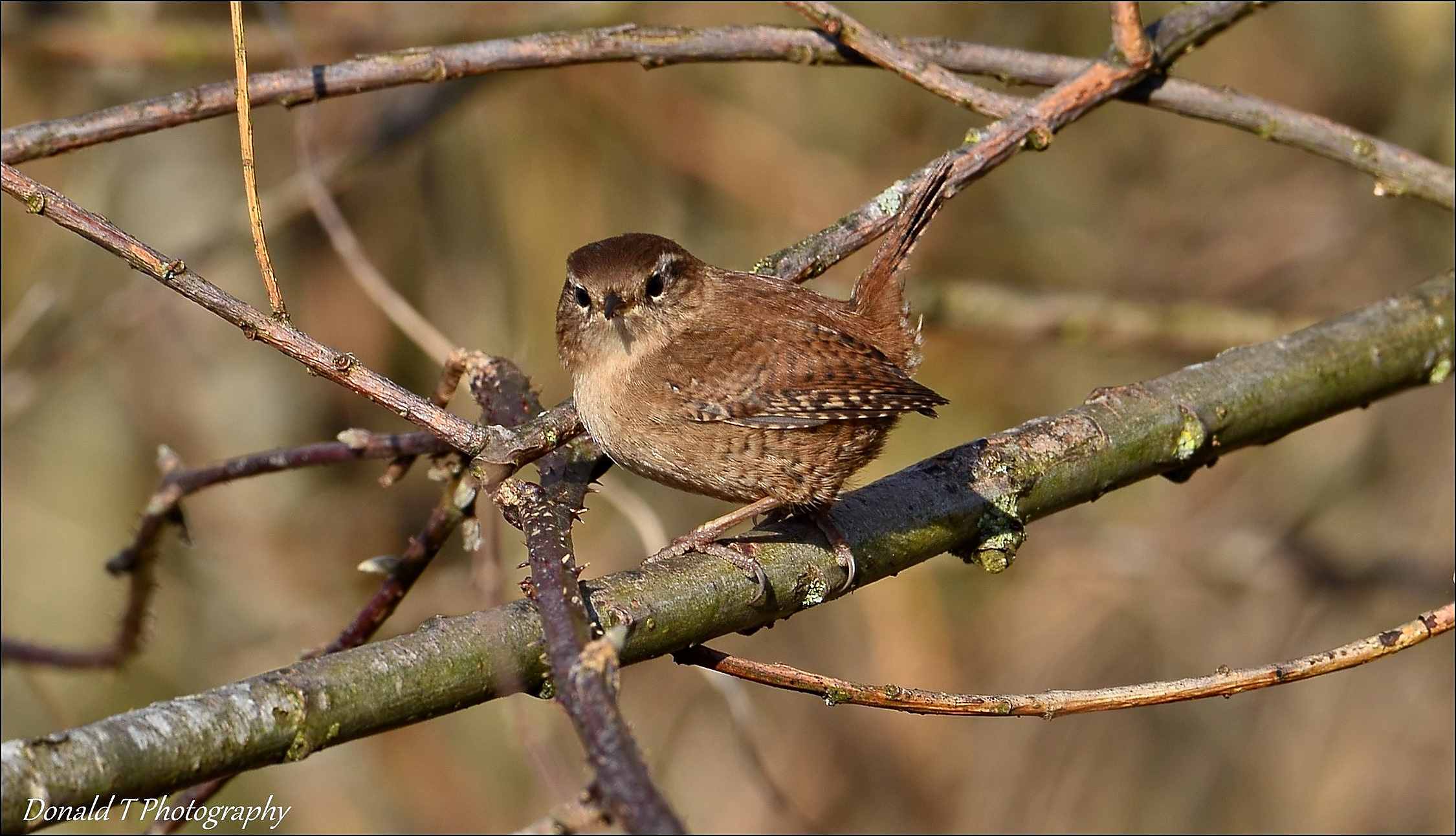 Little Wren.