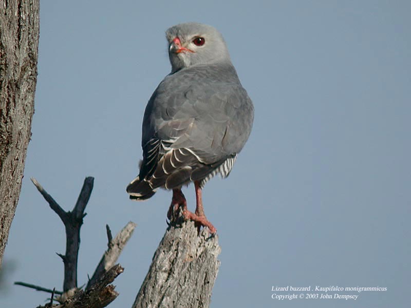 Lizard Buzzard