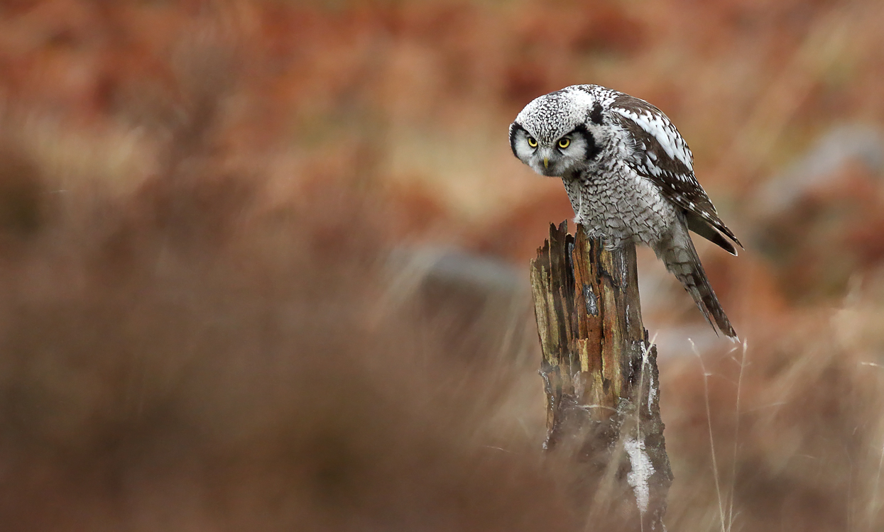 Locked on target Northern Hawk-owl