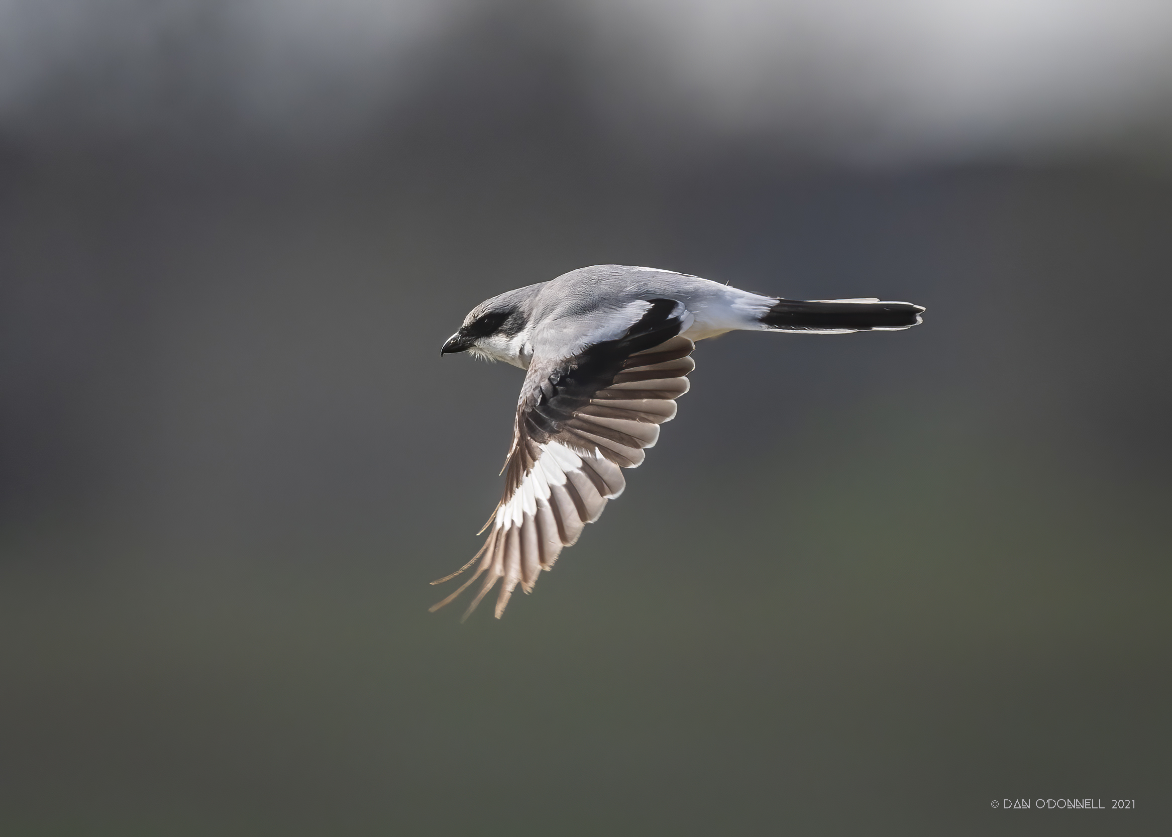 Loggerhead Shrike in flight