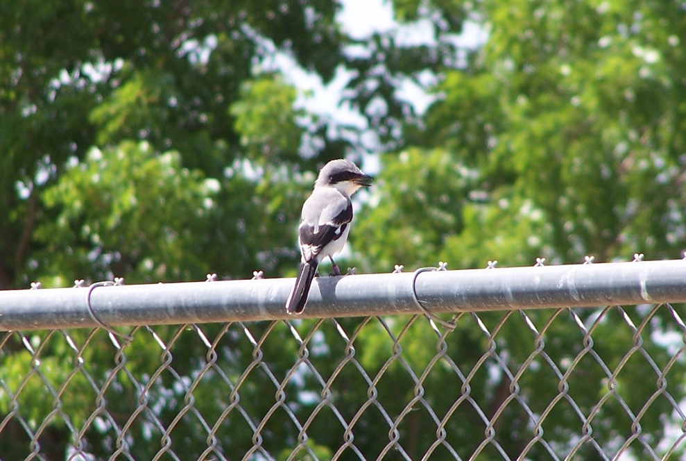 Loggerhead Shrike