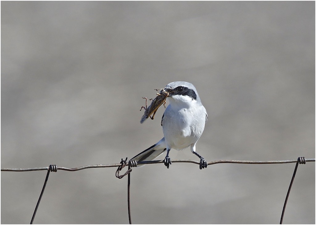 Loggerhead Shrike