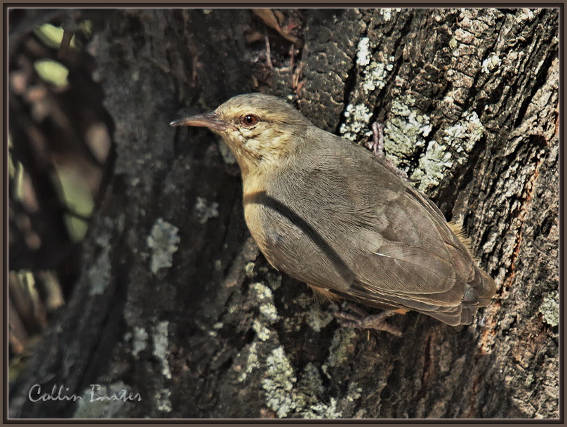 Long-Billed Crombec