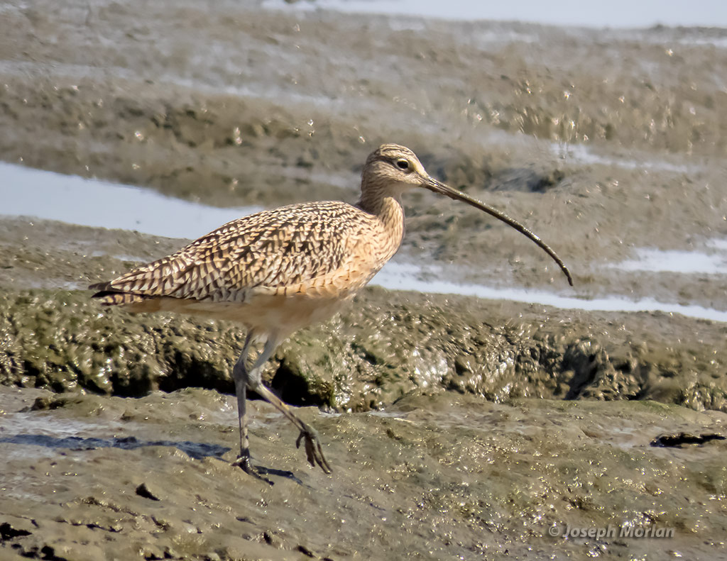 Long-billed Curlew