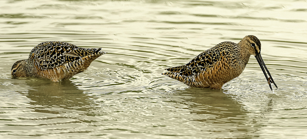 Long-billed Dowitchers