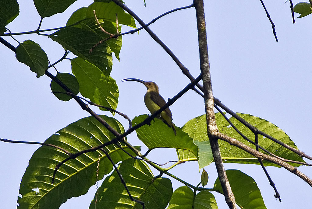 Long-billed Spiderhunter