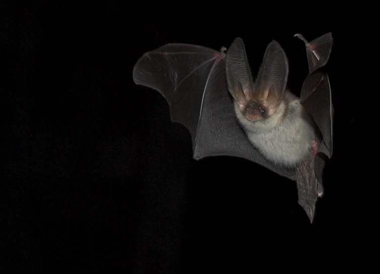 Long-eared bat (Plecotus auritus)