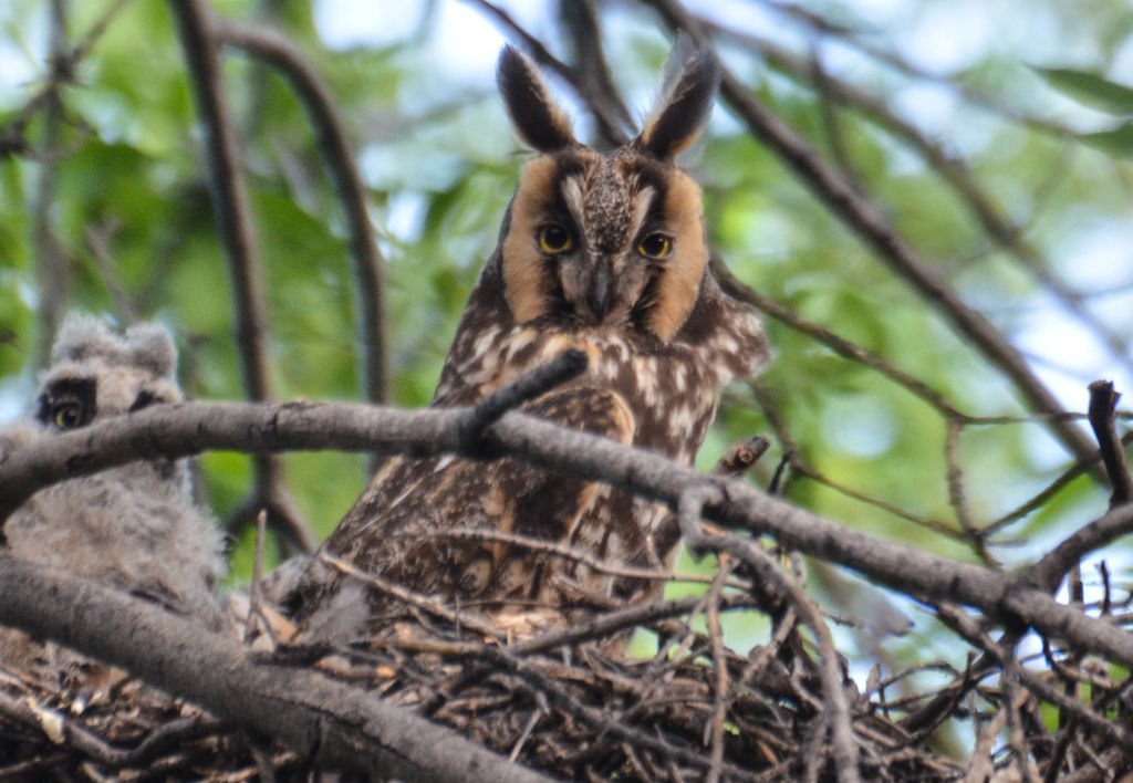 Long-eared Owl with fledgling