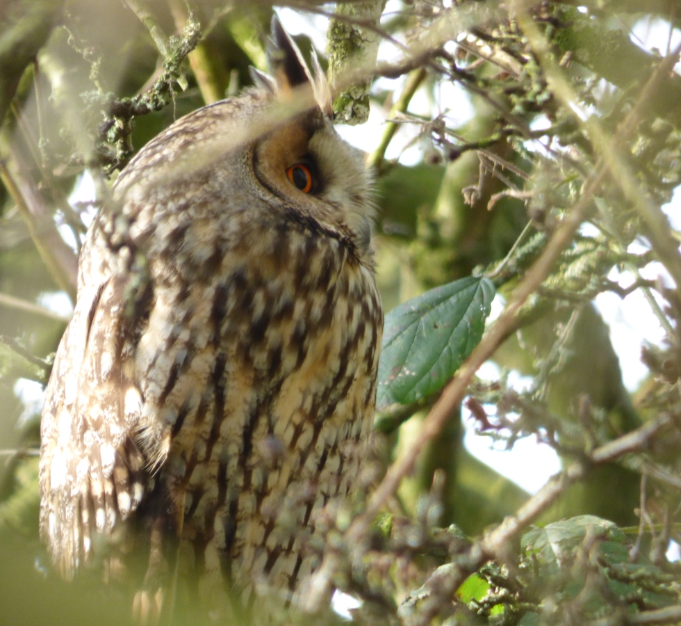 Long Eared Owl