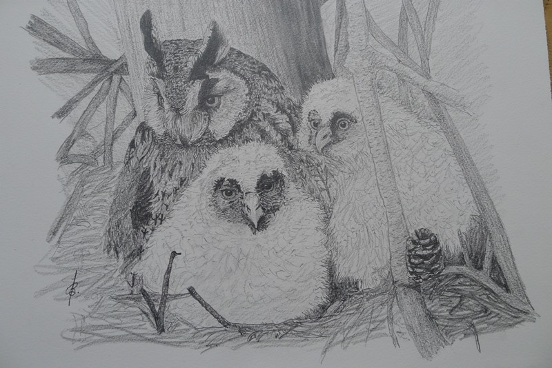 Long eared owls