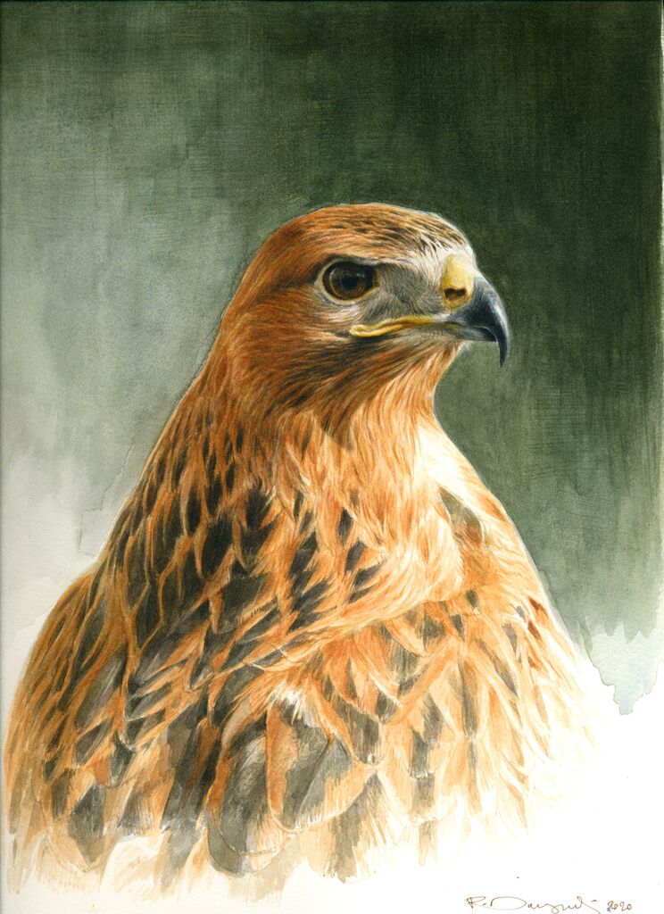 Long legged buzzard watercolour