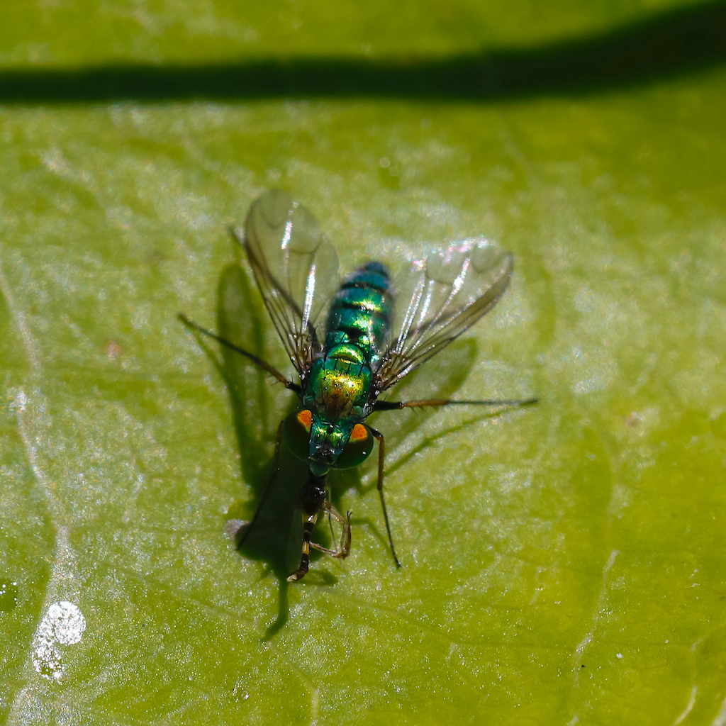 Long-legged Green Fly
