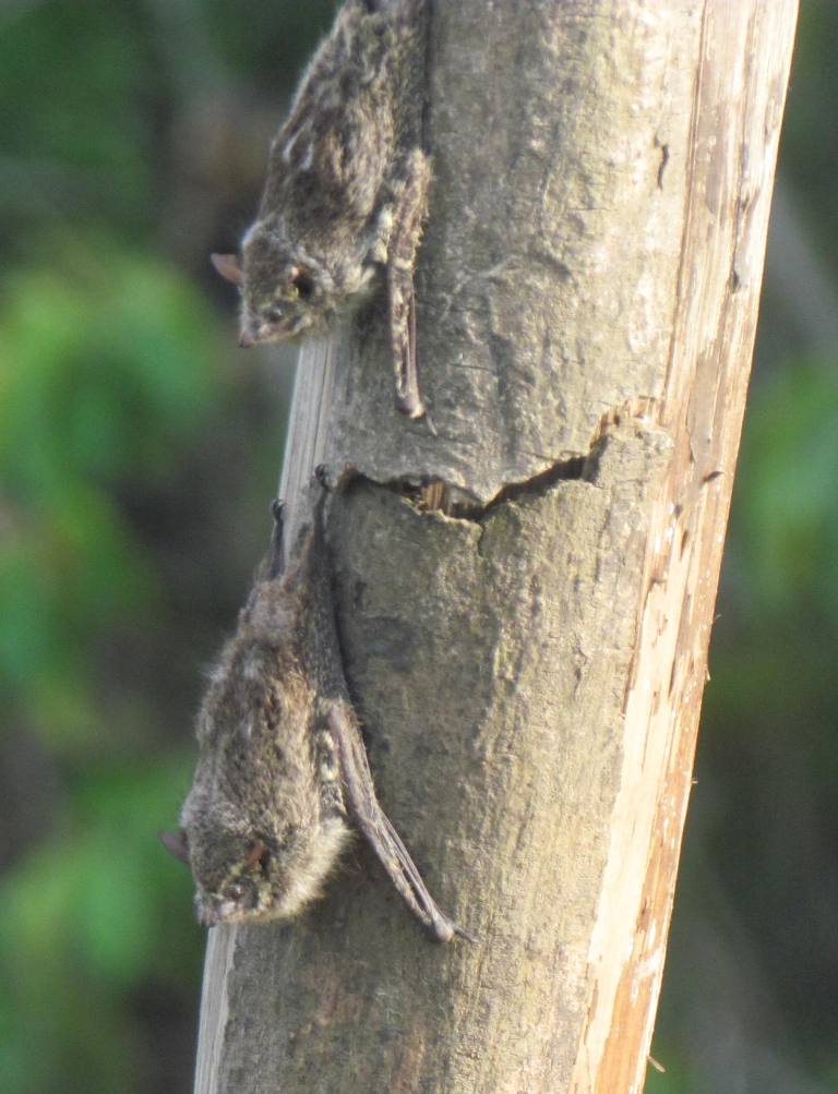 Long-nosed bats