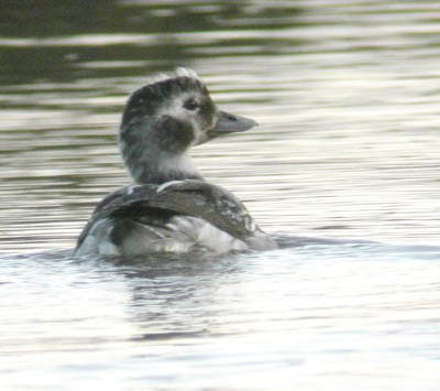 long tail duck